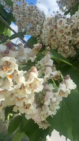 The video shows a close-up view of a tree with white and pink bell-shaped flowers and large green leaves. The flowers are clustered together in large bunches, with some appearing to be freshly bloomed and others slightly wilted. The sunlight filters through the leaves, creating a dappled effect. In the background, a blue sky with some clouds can be seen, along with what appears to be a utility pole. The camera slowly pans across the branches of the tree, highlighting the intricate details of the flowers and foliage. The overall impression is one of natural beauty and the peak of a blooming season.