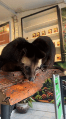 Civets and otters up close at a Kediri coffee attraction