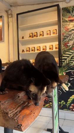Civets and otters up close at a Kediri coffee attraction