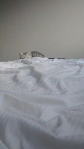 The video shows a small, gray-and-white tabby kitten on a white striped bedspread, sitting up and looking at a red toy laying on the bed. The kitten then stands up, turns around, and sits back down. The background is a plain, light gray wall. The focus of the video is primarily on the kitten and its interaction with the toy, suggesting a playful or curious demeanor.