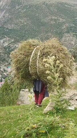 The video captures a person carrying a large bundle of hay or grass on their back, walking up a grassy hillside. The person is wearing a dark blue or black garment over red leggings and dark shoes. The bundle is tied with two white straps. In the background, mountains dominate the landscape, with some buildings visible in the valley below. To the left, another, smaller bundle of hay is also visible. Further to the left, an animal, possibly a donkey, is carrying a similar load of hay. The sky is overcast with clouds. The terrain is uneven and rocky in places, with green grass covering most of the visible area. The camera appears to be positioned on the same hillside, looking up towards the person and the mountains. The video pans slightly to the left, revealing the animal.