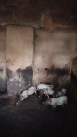 The video shows several small pigs in a dirty, dimly lit pen with weathered walls. The pigs are moving around and foraging in the muck on the floor of the pen. The environment looks unhygienic and poorly maintained.