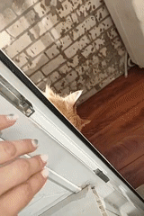 Person gently interacts with orange cat through window in Ufa