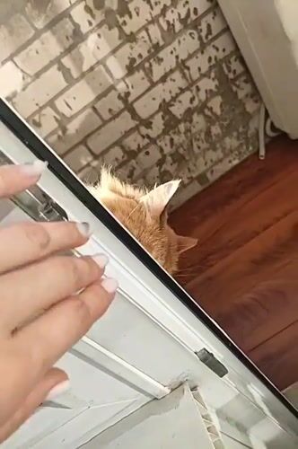 Person gently interacts with orange cat through window in Ufa