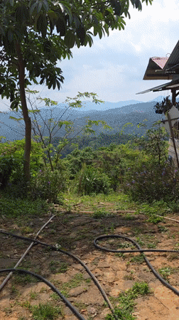 Morning visit to mountain cafe in Vietnam captures dining, wildlife