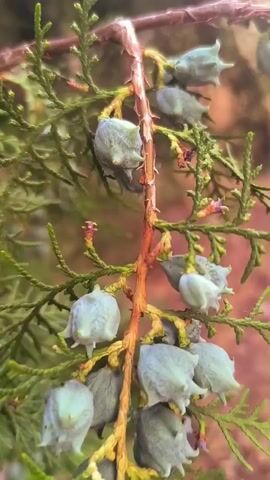 A close-up, slightly out-of-focus video shows a branch of a coniferous tree. The branch has green, scale-like leaves and is adorned with numerous small, pale blue, cone-like seed pods. The background is a blurred tapestry of green and reddish-brown hues, suggesting other foliage or a natural outdoor setting. The camera slowly pans across the branch, focusing on different clusters of the seed pods. There are no people or discernible actions other than the gentle movement of the camera.