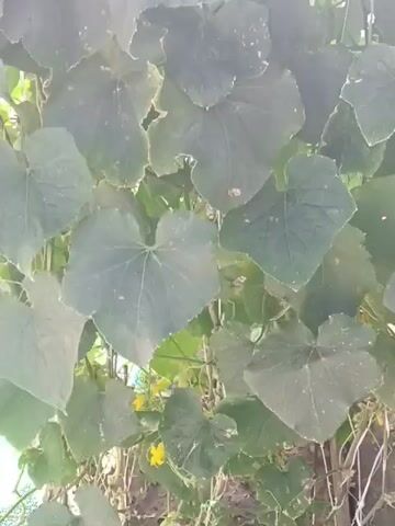 The video displays a close-up, somewhat blurry view of large, dark green leaves. The leaves are densely packed, obscuring much of what might be behind them. The lighting suggests it is daytime, with some bright light filtering in from the top of the frame, creating a hazy or washed-out effect. The leaves appear to be part of a vine or climbing plant, with some stems and thinner tendrils visible in the background. There are small yellow blossoms scattered sparsely among the leaves, indicating the plant may be flowering. The surface of the leaves shows some slight imperfections or textures.