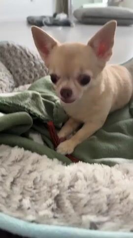 A small, tan chihuahua dog is lying on a fluffy white and gray blanket on what appears to be a dog bed. The dog is holding a dark red chew stick in its paws and is chewing on it. The dog's head is tilted down towards the chew stick. The background is slightly out of focus but appears to be an indoor setting with neutral-colored furniture. The lighting is bright and natural.