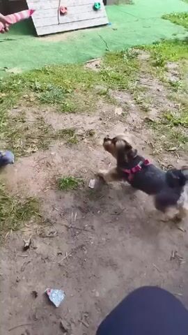 A person's hand holds a pink and white striped toy snake, dangling it towards a small, black and tan dog wearing a pink harness. The dog looks up at the toy, its tail wagging. Behind them, a wooden playground structure with a climbing wall is visible. The ground is a mix of dirt and green artificial turf. In the background, a yellow fence encloses a grassy area. Another dog is partially visible in the lower right corner of the frame, and a person's legs are visible in the lower left corner. The scene appears to be an outdoor playground or park.