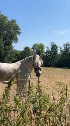 A dappled white horse stands in a dry, grassy field. It is wearing a beige fly mask that covers its eyes and ears. The horse is partially obscured by green foliage in the foreground. In the background, there are trees and a clear blue sky. A second horse, partially visible from behind, is in the distance to the left of the frame. The video is shot in portrait orientation.