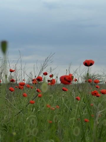 The video shows a field of red poppies swaying in the wind. The poppies are interspersed with green grass and some dry, thin branches. The sky is overcast with a gray-blue hue. The camera angle is low, looking up towards the flowers and the sky. There are no people or animals visible in the frame. The scene appears to be outdoors in a natural setting.