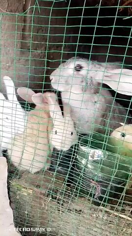 A video shows several rabbits in a cage. A large gray rabbit is visible in the background, and several smaller rabbits, including white and tan ones, are in the foreground. The rabbits appear to be interacting with each other and with their environment, which consists of a green mesh cage with some dirt and vegetation visible. The video is short and focuses on the rabbits within the confined space.