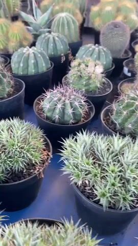 The video displays a variety of potted cacti arranged on a blue surface, likely a table or display stand. The camera pans across the cacti, showcasing their different shapes, sizes, and textures. Some cacti are spherical, while others are columnar or have a bushy growth habit. Many are covered in spines of varying lengths and densities. Several cacti have bright pink or yellow tops, indicating grafting with colorful varieties. In the background, more cacti are visible, suggesting a large collection or a nursery setting. The lighting appears to be natural, possibly daylight, casting soft shadows. There are no people or animals visible in the footage. The overall impression is a colorful and diverse collection of succulents.