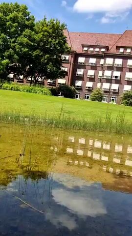 The video captures a tranquil scene with a pond in the foreground, filled with murky water and patches of algae. Tall reeds and aquatic plants grow along the edge of the pond and emerge from the water. In the background, a lush green lawn stretches out, dotted with trees and a large building with a red brick facade and white-framed windows. The sky above is a clear blue with a few white clouds. The overall impression is one of a serene, natural landscape with hints of human presence in the form of the building.
