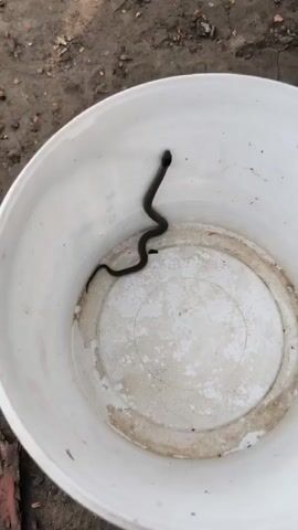 A small, dark-colored snake is shown coiled in a white bucket. The bucket appears to be made of plastic and has some dirt and debris around its rim and on its interior surface. The snake's body is S-shaped, with its head visible near the top of the bucket. The background is out of focus but appears to be dirt or soil. The video is shot from a high angle, looking down into the bucket.