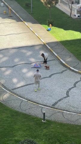 The video shows two adults and a small dog on a cobblestone walkway surrounded by green grass. One adult, dressed in a light-colored tracksuit and bright green sneakers, stands facing the other adult, who is bending over a colorful patterned blanket. The dog is near the blanket. The adults are in the middle of the walkway, which is bordered by a yellow and white painted curb. A child's voice is audible in the background.