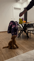 Poodle plays with slippers in Montenegro home scene