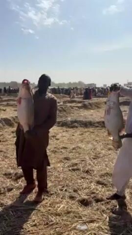 The video shows two men holding large fish in a crowded outdoor area. The man on the left is wearing a brown robe and red shoes, and he holds the fish in both arms. The man on the right is wearing a white patterned robe and also holds a large fish. The ground is covered in dry grass or straw. In the background, there is a large crowd of people and some temporary structures or tents. The sky is light blue with scattered clouds. The scene appears to be a fish market or festival where people are displaying and possibly selling large fish.