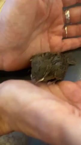 A person's hands are holding a small bird. The bird is dark brown and appears to be a fledgling, with some downy feathers still visible. The person's hands are cupped to support the bird, with their fingers open. The scene takes place on a dark, flat surface, possibly a table, with a QR code visible in the lower right corner of the frame. The background is blurred but suggests an indoor environment. The bird is slightly moving and appears to be chirping.
