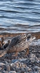 Duck family spotted on shore in Krasnoyarsk, Russia