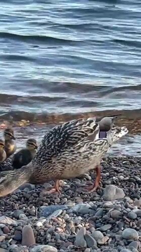 Duck family spotted on shore in Krasnoyarsk, Russia