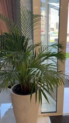 The video pans across a well-lit room. In the foreground, a large potted palm tree with vibrant green leaves stands tall. To the right, a glass door offers a glimpse of the outdoors, with buildings and trees visible. The camera then moves left to reveal a white desk with a black adjustable lamp, a UV nail lamp, and a small potted plant on the windowsill. A beige chair with black legs is positioned at the desk. Behind the desk, sheer curtains frame a large window, allowing natural light to flood the space. The room appears to be a clean and organized workspace, possibly a nail salon or beauty studio. There are no people visible in the video.