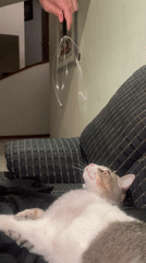 Cat rests on couch during quiet moment in Mexico