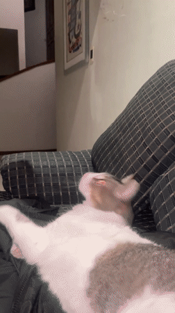 Cat rests on couch during quiet moment in Mexico