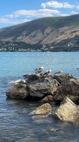 The video shows a picturesque coastal scene. In the foreground, several large rocks are partially submerged in clear blue water, with some appearing to be artificial breakwater structures. A group of seagulls are perched on these rocks. One seagull stands prominently on a higher rock in the middle of the frame, facing towards the right. Other seagulls are scattered around it on the rocks, with some appearing to be preening or resting. In the background, the calm blue sea extends to meet a lush green hillside. A town with buildings is visible nestled along the coastline at the base of the hill. The sky is bright blue with scattered white clouds, indicating fair weather. The overall impression is one of tranquility and natural beauty, with the seagulls adding a touch of wildlife to the scene.