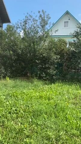 A camera pans across a yard with overgrown grass and trees. In the background, a light blue and white house with a green trim and a peaked roof is visible. A small white vent is on the upper part of the house. Further to the right, a white fence is visible.