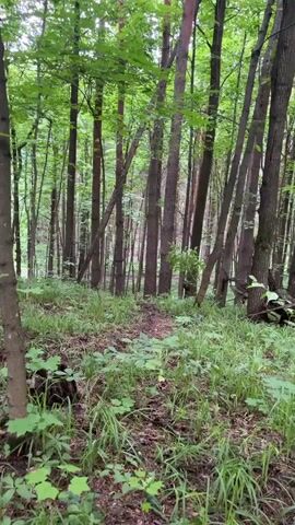 The camera moves quickly through a forest of thin trees with green leaves. The ground is covered in green grass and vegetation. The camera passes two motorcycles, one white and yellow and one red. Both bikes are parked on the side of the trail.