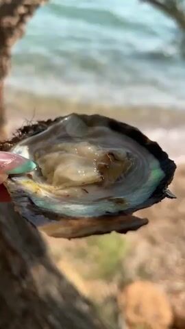 A close-up shot focuses on an open oyster, held by a hand with light-colored fingernails painted a pale green. The oyster is dark and rough on the outside, with a shimmering, iridescent interior that reflects shades of green and purple. Inside the oyster, the fleshy part is visible, appearing pale and somewhat translucent, with small dark specks. The background is blurred, showing the sandy shore and a gentle, light-colored wave in the ocean. The scene appears to be outdoors in natural light.