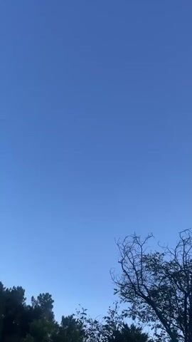 A video shows a clear blue sky with the tops of trees at the bottom of the frame. The trees are silhouetted against the sky, and their branches are visible. The video is shot in landscape orientation, and it appears to be a still image that has been animated with a slight panning motion.