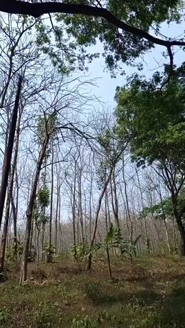 The video captures a low-angle view of a forest. The trees are tall and mostly bare of leaves, with a few exceptions showing green foliage. The sky above is clear and light blue. The ground is covered with dry grass and fallen leaves. The lighting suggests it is daytime. There are no people or animals visible. The overall impression is a dry, perhaps autumnal or early spring, forest environment.