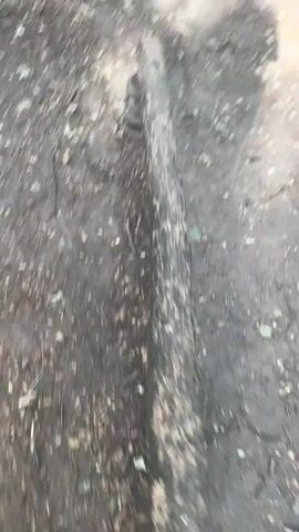 A seesaw made of a large log is in a dirt area with scattered leaves. Springs are visible under one end of the log. The camera is moving and angled downwards, capturing the scene from a slightly elevated perspective.