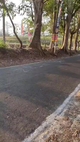 The video opens with a shot of a paved road lined with trees and some sparse vegetation. The sun is low in the sky, casting long shadows. In the first few seconds, two people on a scooter ride past the camera. The scooter is red and the riders are wearing casual clothing. As the video progresses, the camera follows the road as it curves and slopes downwards. The landscape on either side of the road changes from trees and fields to more populated areas with houses and buildings. The video ends with a view of the road stretching into the distance, with trees and buildings visible on either side. There are flags and banners visible along the road in several places, suggesting a possible event or celebration.