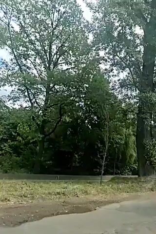 The video shows a roadside view of a wooded area with several trees. A power pole is visible near the center of the frame, with ivy growing on the trunk of a large tree next to it. The sky is cloudy, and sunlight is filtering through the trees. The perspective suggests the video is being recorded from a moving vehicle.