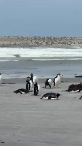 The video shows a group of penguins on a beach. Some are lying down on the sand, while others are standing. The penguins have black and white feathers, and some have yellow markings on their necks. In the background, there is a shoreline with waves breaking. There is a shrub covered hill behind the beach. The sky is overcast.