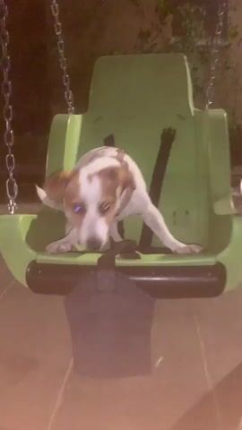 A white and tan dog with a harness is sitting in a green baby swing. The swing is hanging from metal chains. The dog is looking down and to the right. The background is dark and appears to be outdoors, with some foliage visible. The ground beneath the swing is paved with stone.