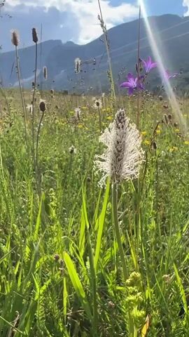 The video is a close-up shot of a meadow filled with various wildflowers. The flowers are in bloom, with purple bell-shaped flowers and fluffy white seed heads prominently featured in the foreground. The background shows a green mountain landscape under a partly cloudy sky, with a cable car system visible ascending the mountain. Sunlight streams through the clouds, creating lens flare effects on the right side of the frame. The camera is positioned low to the ground, looking up at the flowers and the distant mountains.