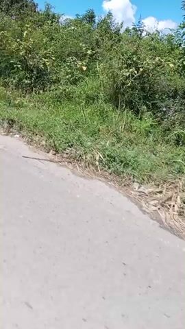 The video captures a scene from a moving vehicle, likely a car, as it travels along a road. The environment is lush and green, with abundant vegetation lining the roadside. Trees and bushes dominate the landscape, some of them appearing quite dense. In the background, hills or mountains are visible, their slopes covered in greenery. The sky is a vibrant blue, dotted with a few white clouds, suggesting a clear and sunny day. Power lines crisscross the sky, supported by utility poles, indicating the presence of infrastructure in the area. The road surface appears to be paved, with a slight curve visible in places. There are some discarded items, possibly trash, visible on the side of the road in the initial frames. The overall impression is of a scenic route through a natural landscape, possibly in a tropical or subtropical region. The camera is oriented towards the side, suggesting a passenger's perspective of the passing scenery. There are no people or animals clearly visible in the video.