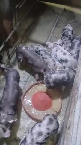 The video shows a group of piglets in an enclosure. The piglets are of various colors, including black, white, and spotted. They are gathered around a red feeder, some of them eating from it. The enclosure appears to be made of metal bars and concrete. The floor is covered with some yellowish feed.