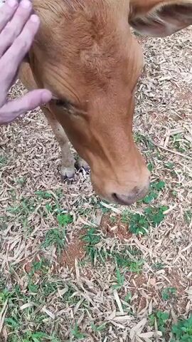 A person's hand pets a brown cow's head. The cow is standing in an outdoor area with dry leaves and some green vegetation on the ground. The cow's head is lowered slightly, and its eye is visible. The person's hand is positioned on the cow's forehead and moves down towards its eye. The video is shot from a close-up perspective, focusing on the interaction between the person and the cow.