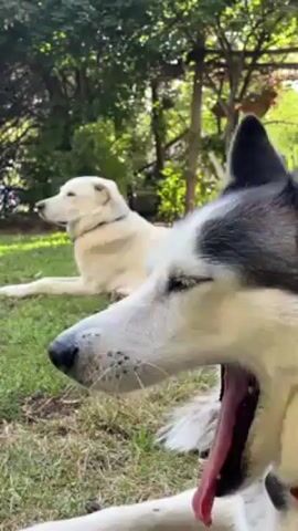 Here is a concise description of the video:

The video shows two dogs lying on a grassy lawn. The dog in the foreground is a husky with black and white fur. The dog in the background is white. Both dogs are lying down and looking off to the side. The environment is a green backyard with trees. The huskies mouth is moving slightly.
