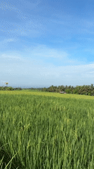 Rural rice field scenes captured in Selemadeg, Indonesia