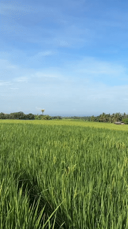 Rural rice field scenes captured in Selemadeg, Indonesia