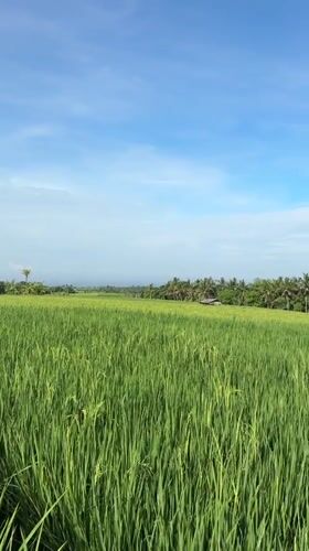 Rural rice field scenes captured in Selemadeg, Indonesia