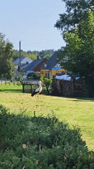 Stork in a field, train at the platform — rural Belarus morning