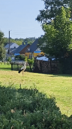 Stork in a field, train at the platform — rural Belarus morning