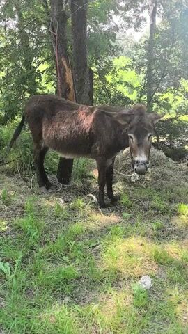 The video shows a brown donkey standing in a grassy area with trees in the background. The donkey is tied to a tree with a rope. The donkey's head is slightly bowed and it appears to be looking down. There is a pile of what looks like hay or straw behind the donkey. The sun is shining, casting shadows.